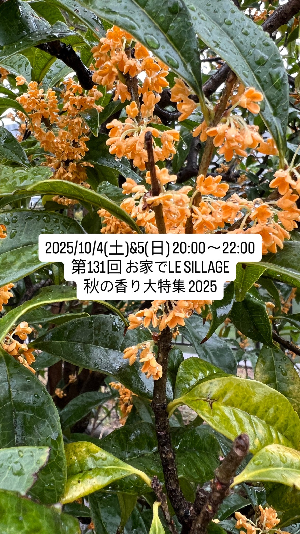 2025/10/4(土)&5(日) 20:00〜22:00 第131回 お家でLE SILLAGE 秋の香り大特集 2025