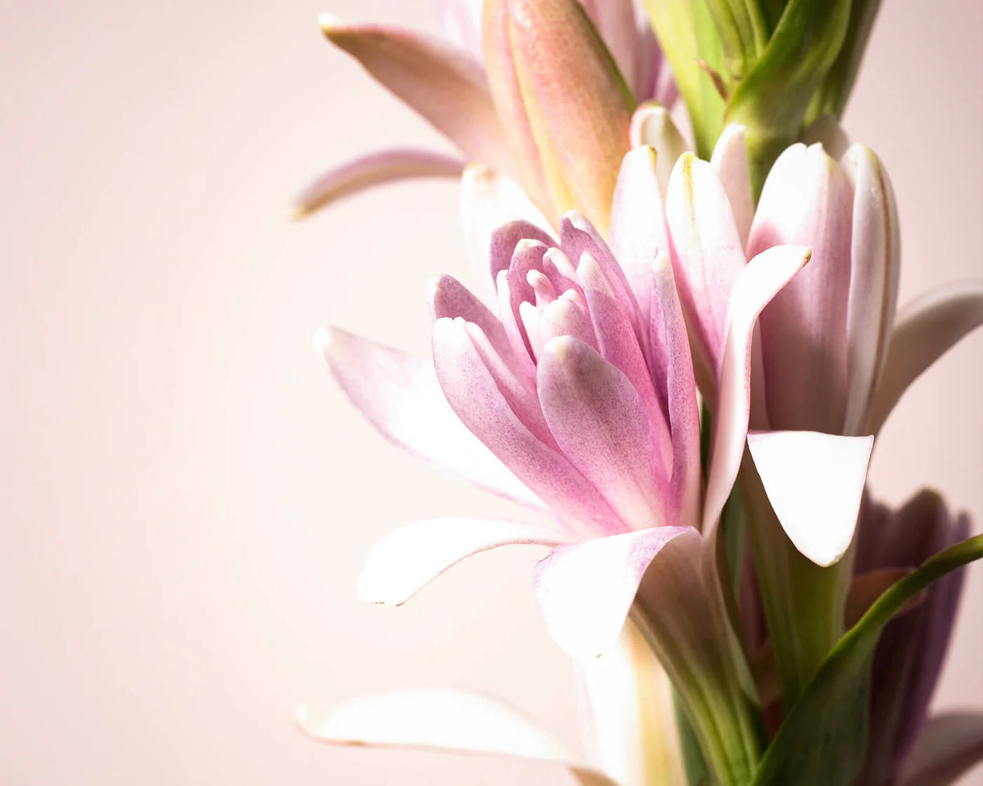 TUBÉREUSE NUIT BLANCHE