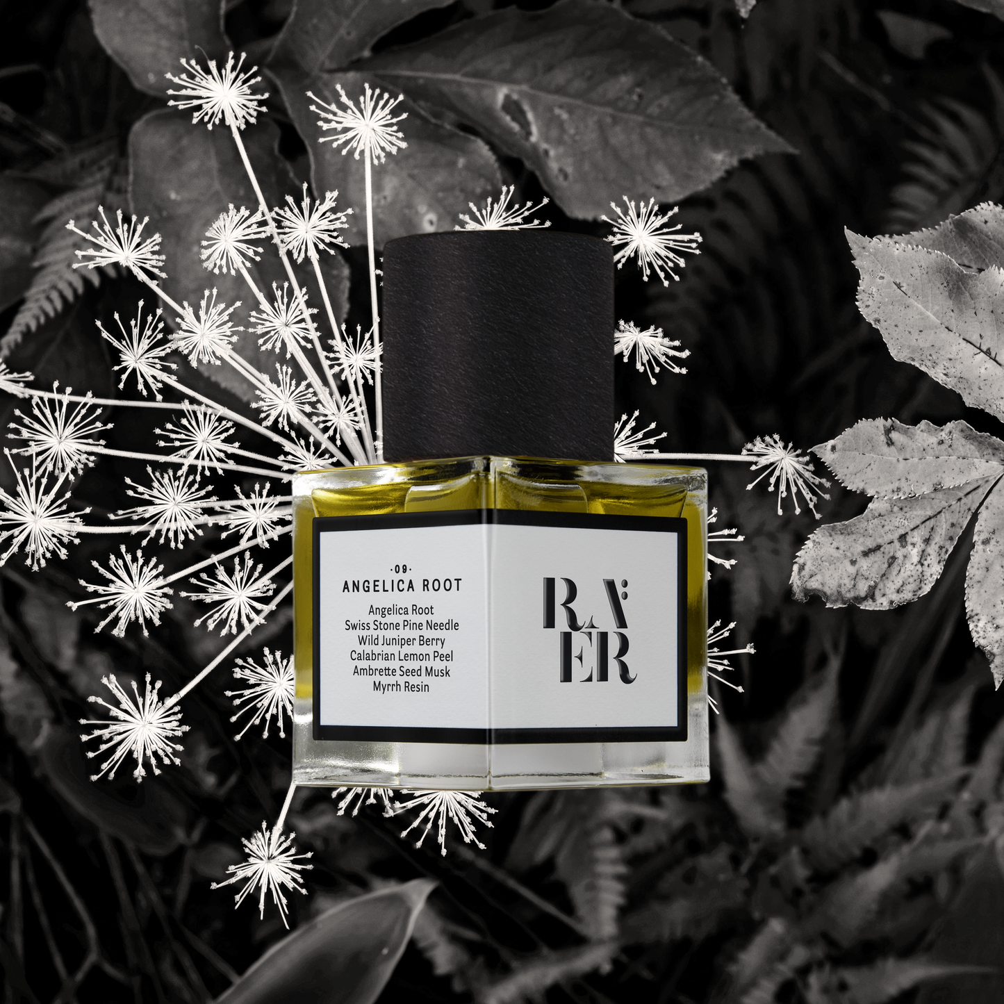 Raer 09：Angelica Root