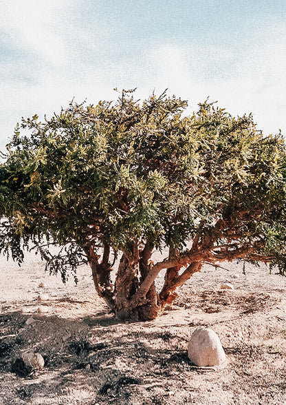 Cardamome(Ca)