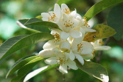 Neroli(Ni)