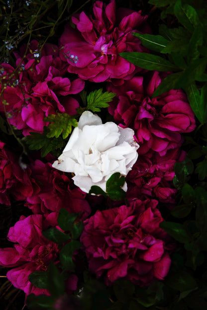 花まつり/Hanamatsuri