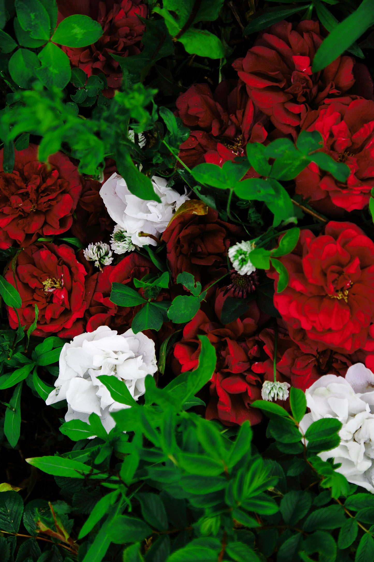 光る大地/Hikarudaichi